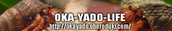 OKA-YADO-LIFE 我家のオカヤドカリへ